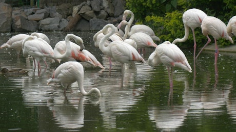 White flamingos in the pond.