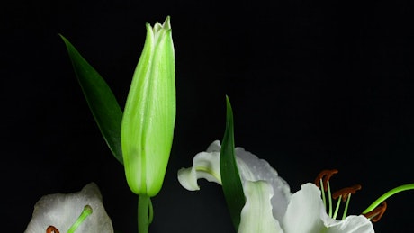 White flower opening in slow motion