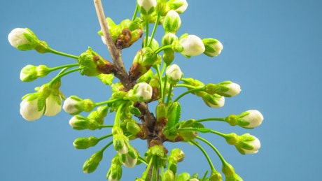 White flowers on a branch blossoming.
