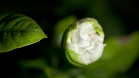 White gardenia opening time lapse