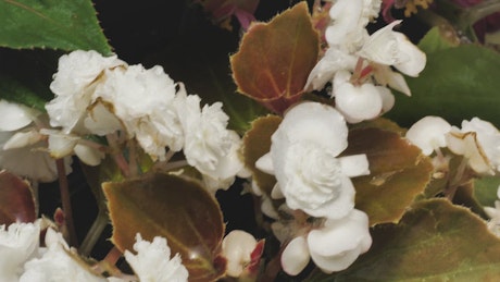 White little flowers
