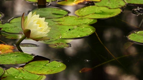 White lotus flower in a pond with floating leaves.