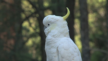 White parrot in the wild.