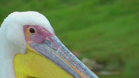 White pelican, close up.