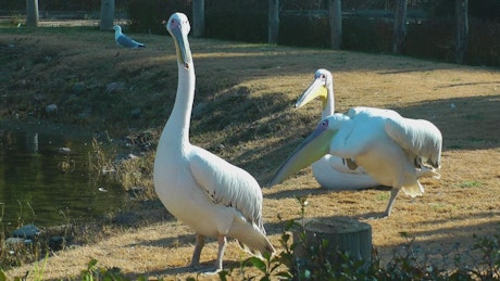 White pelicans by a lake