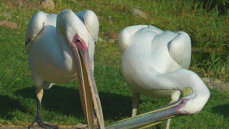 White pelicans living together.
