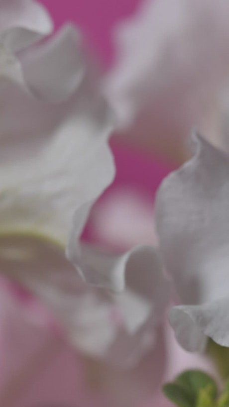 White petals on a pink background