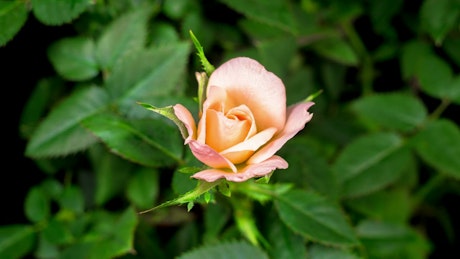 White rose on the bush opens
