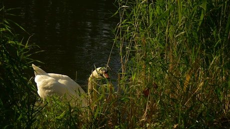 White swan in the lakeshore.