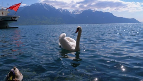 White swan swimming in the lake