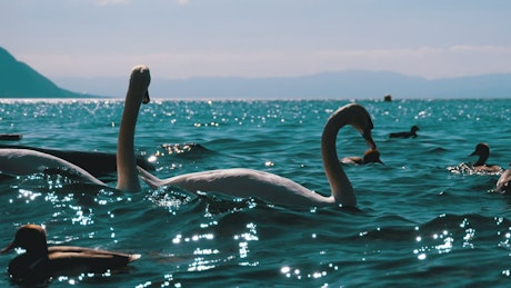White swans and ducks swimming in the lake