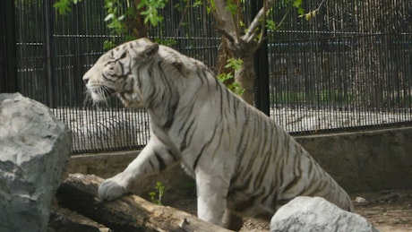 White tiger climbing rocks at the zoo.