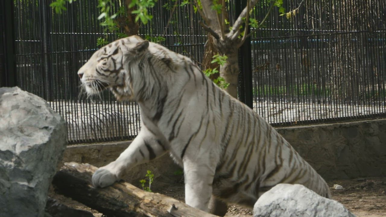 White tiger climbing rocks at the zo LIVE DRAW o