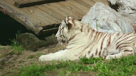 White tiger cub resting on the grass