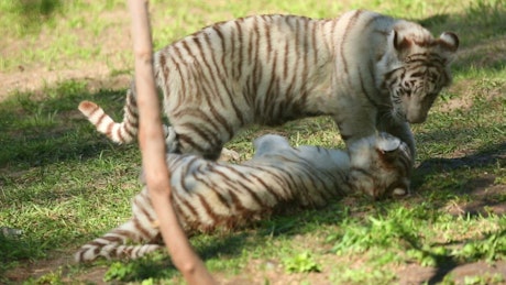 White tiger cubs playing in the grass.