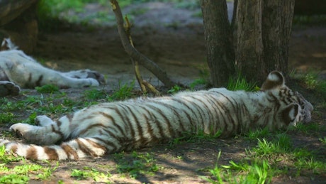 White tiger cubs resting in the woods.