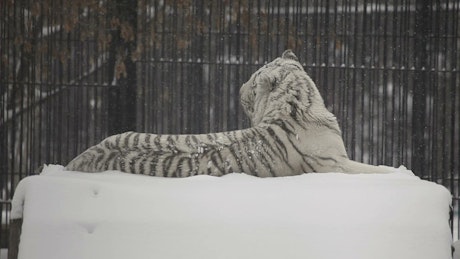 White tiger laying in the snow.