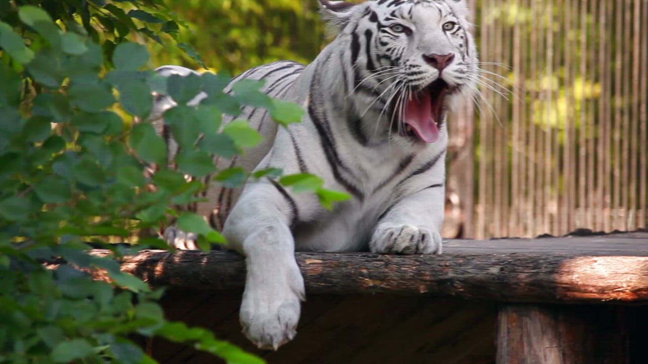 White tiger resting and judibolaslot  yawning