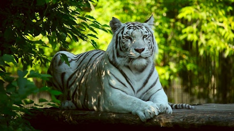 White tiger resting in the woods.