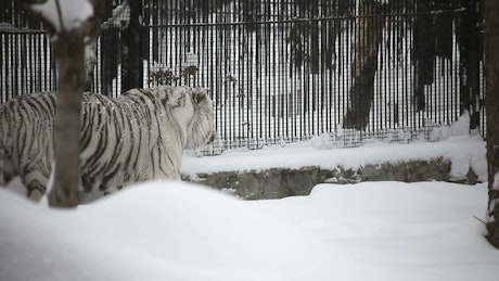 雪中行走的白虎