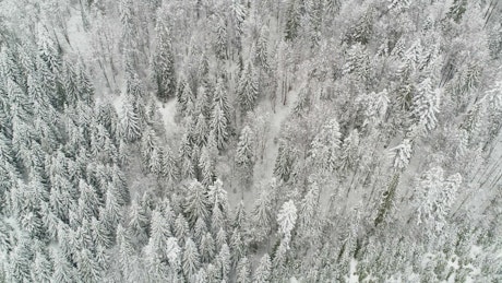 White winter forest, aerial view