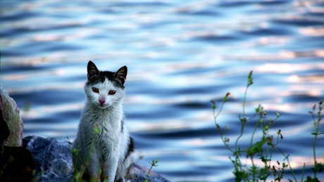Wild cat standing by a river