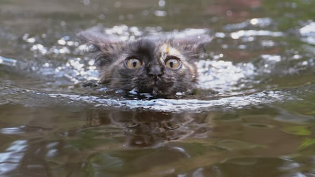 Wild cat swimming in a river.