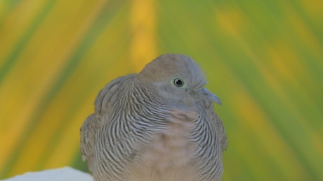 Wild Dove on Mauritius Island.