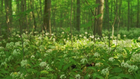 Wild flowers across the forest floor
