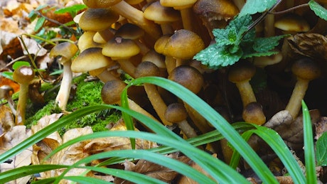 Wild mushrooms growing in the forest