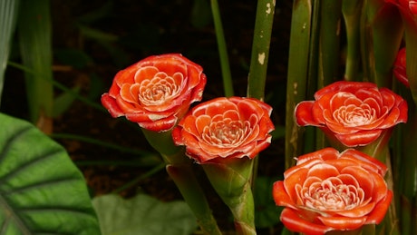 Wild orange roses.