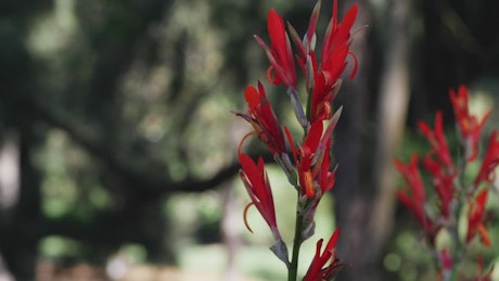 Wild red flowers pan view