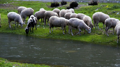 Wild sheep grazing by a river.