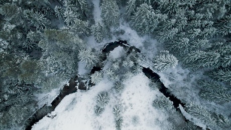 Winter forest covered in snow, top aerial shot