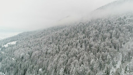 Winter forest on the slope of a mountain