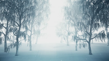 Winter forest while snowing, 3D animation.