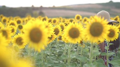 Woman enjoying a sunflower crop field
