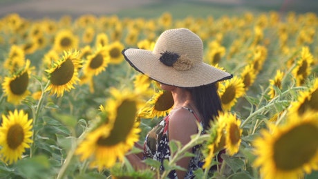 Woman gently caressing flowers in a sunflower field.
