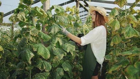 Woman harvesting vegetables in the greenhouse.