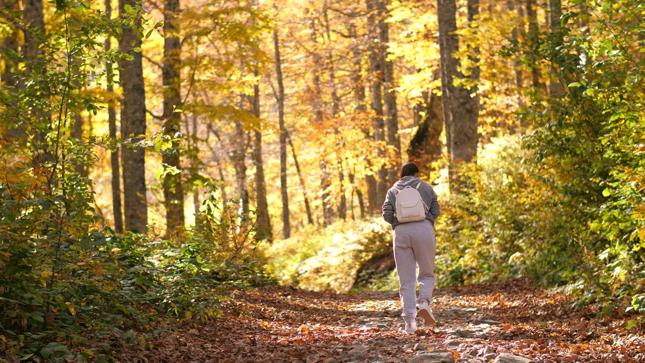 Woman Taking A Walk In The Autumnal Forest Free Stock Video
