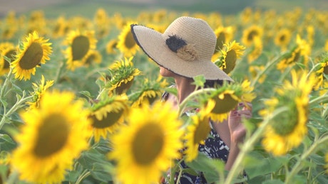 Woman walking slowly on a sunflower field