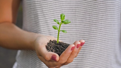 Woman's hands covering a small plant