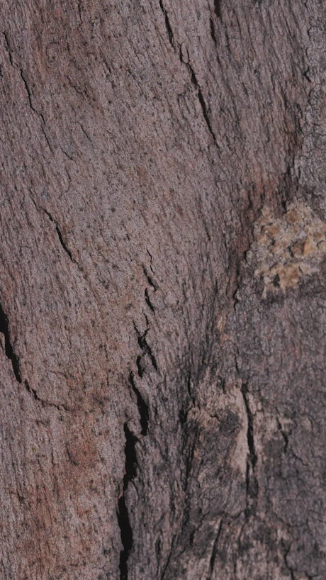 Wooden bark with cracks close up