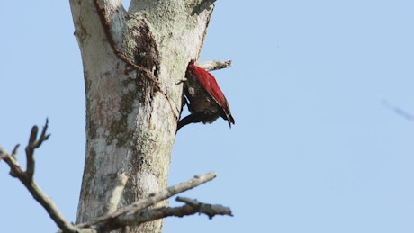 Woodpecker chipping away at a tree.