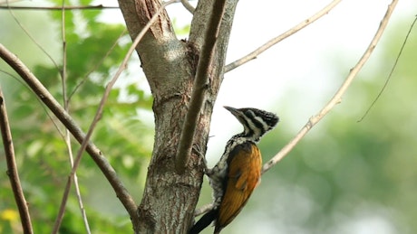 Woodpecker climbing a tree.