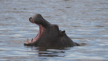 Yawning hippo in a lake.