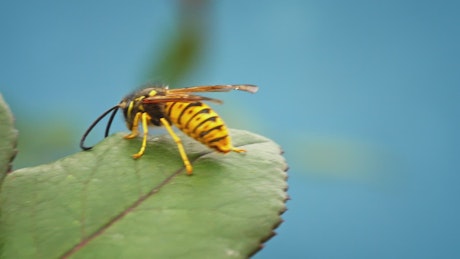 Yellow and black insect climbing on a leaf.