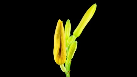 Yellow and orange Lily flower opening