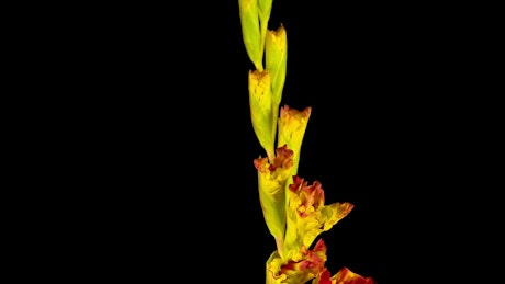 Yellow and red gladiolus flower blooming.