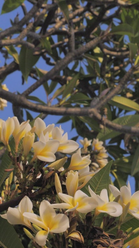 Yellow and white flowers in a tree
